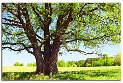 Obraz na stenu ZS - bez pomeru strán